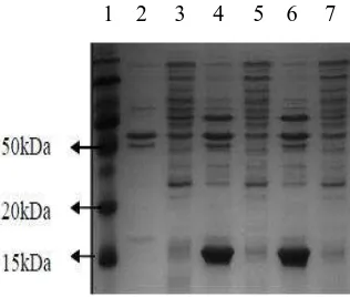 Fig. 3.   SDS-PAGE analysis expressed fraction protein of soluble and insoluble at E.coli