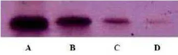 Fig. 6. Sensitivity test of the capability of SUT1 polyclonal antibodies using Western blot analysis with several concentrations of SUT1 recombinant protein antigen