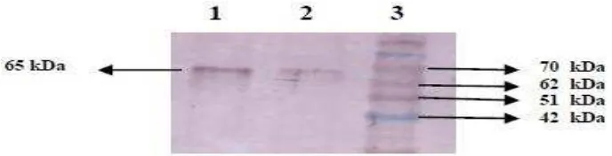 Fig. 8.  Western blot analysis of SUT1 protein on sugarcane leaves with SUT1 polyclonal antibodies