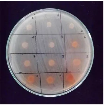 Gambar 4.1 Uji difusi terhadap bakteri Streptococcus mutans 