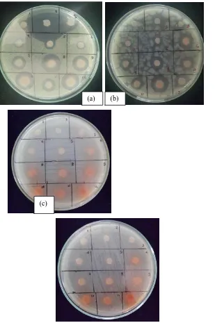 Gambar 4.3 (a) Penghambatan pertumbuhan pada uji difusi ekstrak pinang terhadap 