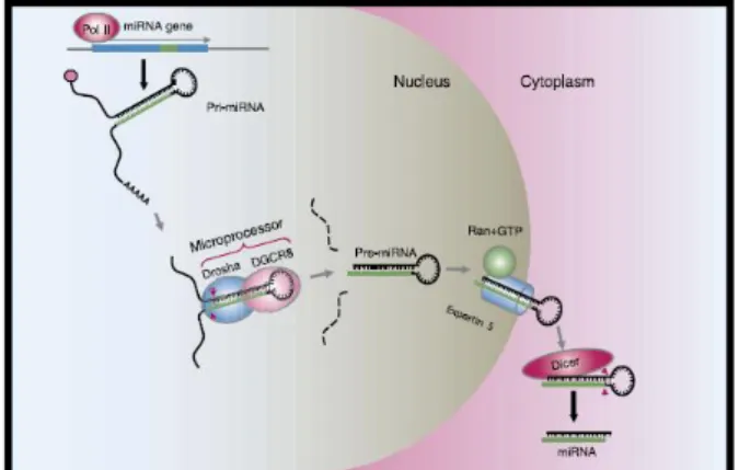 Gambar 1. Biogenesis mikroRNA 16 