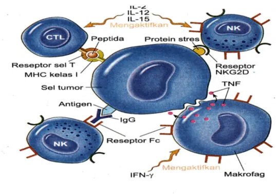 Gambar 7. Mekanisme penghancuran sel tumor oleh sistem imun. Diambil dari  buku Ajar Patologi 11 