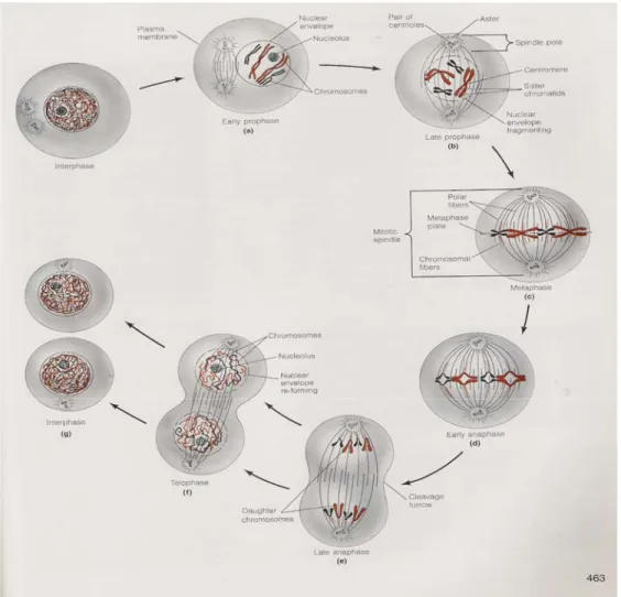 Gambar 9. Mitosis sel . Diambil dari buku The World of The Cell  36  2.5.2. Pertumbuhan dan Proliferasi Sel 