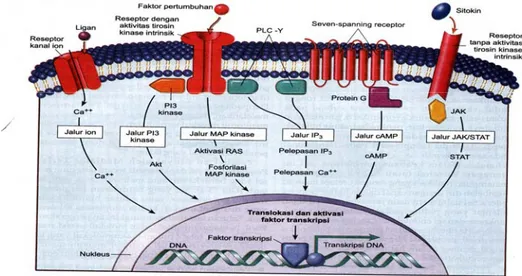 Gambar 11. Sinyal ekstrinsik untuk pertumbuhan sel. Diambil dari buku   Ajar Patologi  11 