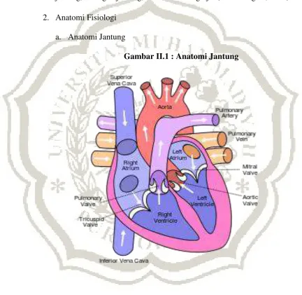 Gambar II.1 : Anatomi Jantung 
