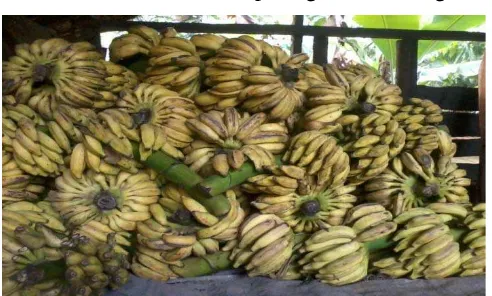 Gambar 2.2. Pisang kepok sebagai bahan utama pisang sale  