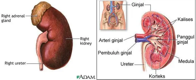 Gambar 1. Letak dan Anatomi Ginjal (Spiritia, 2008) 