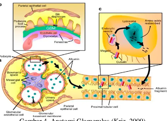 Gambar 4. Anatomi Glomerulus (Kriz, 2009) 