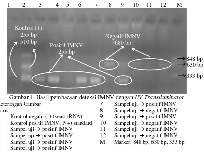 Gambar 1. Hasil pembacaan deteksi IMNV dengan UV Transiluminator 