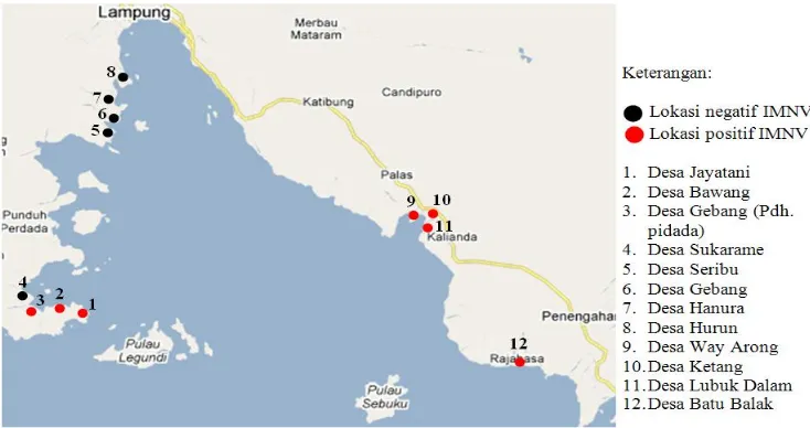 Gambar 3. Peta penyebaran Infectious Myonecrosis Virus di pertambakan Teluk Lampung tahun 2010 