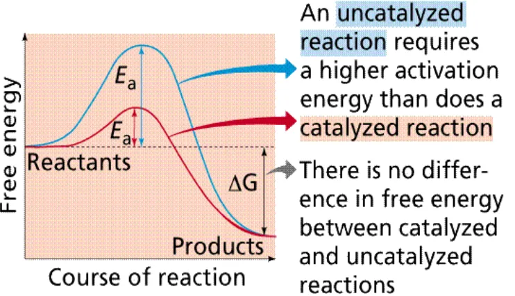 Gambar 4. Hubungan Kenaikan Energi dan Kecepatan Reaksi Terhadap Penggunaan Katalis  (Purves et al., 2002)  