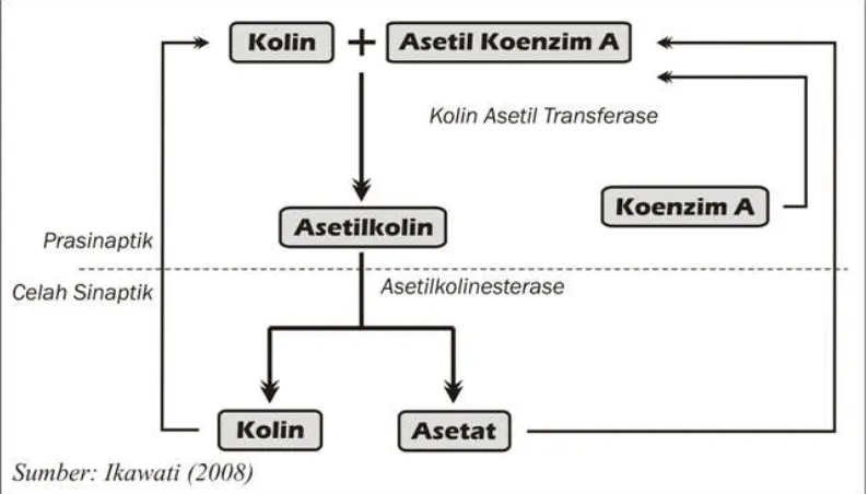 Gambar 5. Jalur Biosintesis Asetilkolin