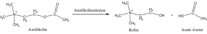 Gambar 6. Reaksi Hidrolisis Asetilkolin Oleh Enzim Asetilkolin Esterase