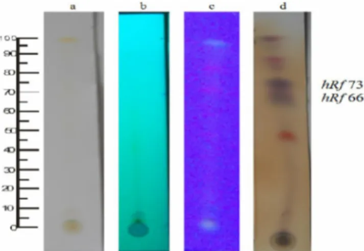 Gambar 2. Hasil analisis KLT dari ekstrak metanolik buah mangga kasturi dengan fase diam silika gel F 254 ,  fase  gerak  etil  asetat:n-heksan  (1:4)  dan  pereaksi  semprot  serium  sulfat