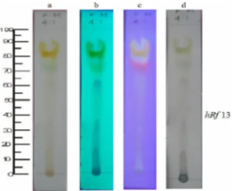 Gambar 3. Hasil pengamatan KLT dari ekstrak metanolik buah mangga kasturi dengan fase diam silika gel  F 254 , fase gerak kloroform:metanol (4:1), dan pereaksi semprot FeCl 3