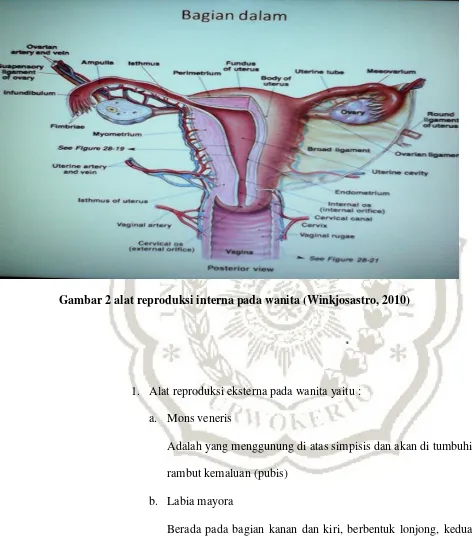 Gambar 2 alat reproduksi interna pada wanita (Winkjosastro, 2010) 