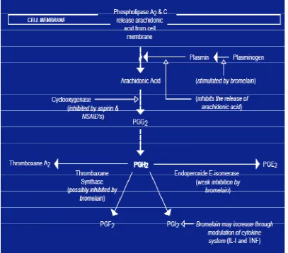 Gambar 2. Efek Bromelain pada Sintesis Prostaglandin (Kelly, 1996).