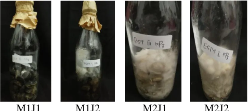 Gambar 4.3 hasil pertumbuhan misellium bibit F1 jamur tiram dan jamur  merang pada hari ke 14