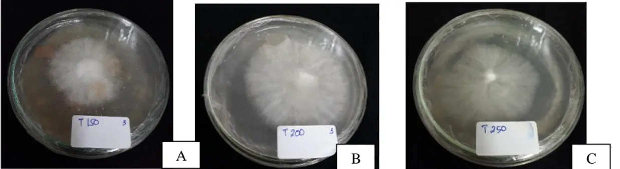 Gambar 3.4 pertumbuhan miselium jamur tiram pada media ubi singkong (A) berat150 g, (B) berat200 g, (C) berat 250  g