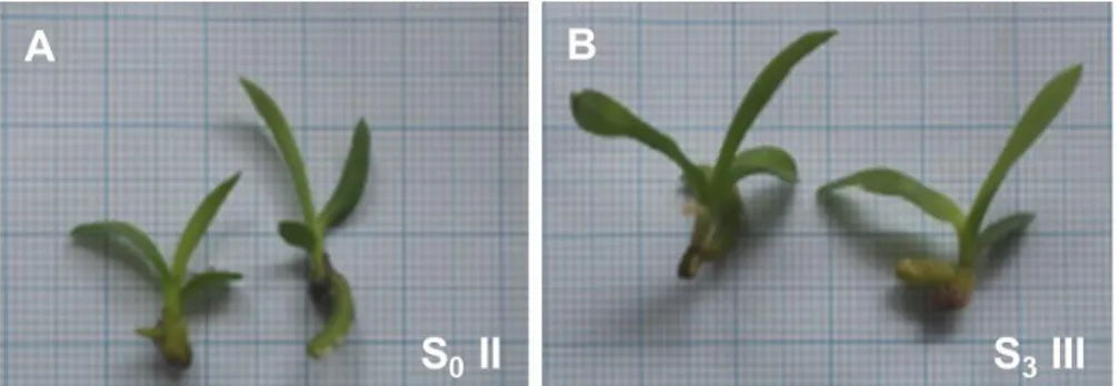 Gambar  1.   Visualisasi  seedling  anggrek  V.  tricolor  yang  diperlakukan  dengan  penambahan  ekstrak  alga S.duplicatum