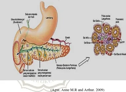 Gambar 2.1 Anatomi Pankreas 