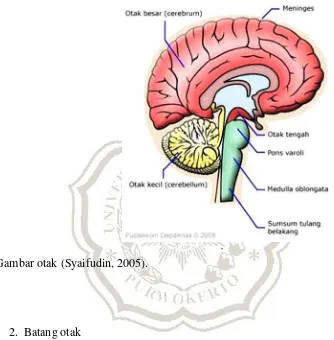 Gambar otak (Syaifudin, 2005). 