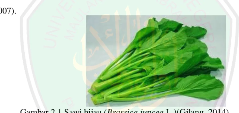 Gambar 2.1 Sawi hijau (Brassica juncea L.)(Gilang, 2014) 