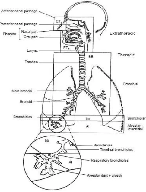 Gambar 1. Sistem pernafasan yang dikembangkan dalam Human Respiratory Tract Model[6] 