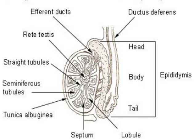 Gambar 2.3 Gambar Testis mencit (Mus musculus) (Campbel, 2004) 