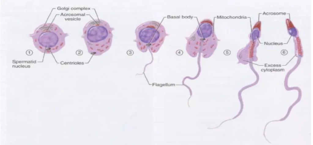 Gambar 2.5. proses spermiogenesis (Cambel, 1998) 
