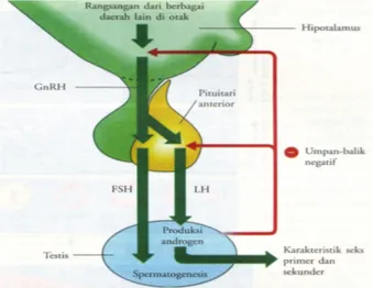 Gambar 2.6. Kontrol Hormonal Pada Testis (Campbel, 2004) 