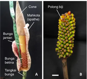 Gambar 1 (a)  Bagian  bunga  tanaman  iles-iles  pada  saat  antesis,  bunga  jantan  dan  betina  terletak  pada  zona  berbeda,  (b)  tongkol  biji  tanaman  iles-iles  dengan polong yang tersusun teratur