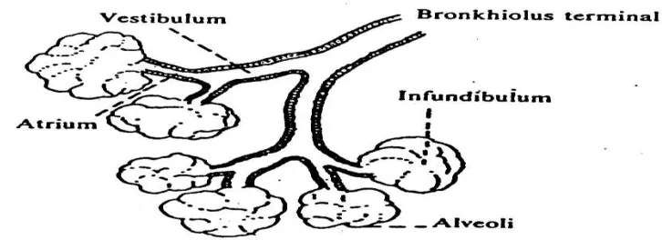 Gambar 2.2 Bronkhiolus (Evelyn pearce, 2006) 