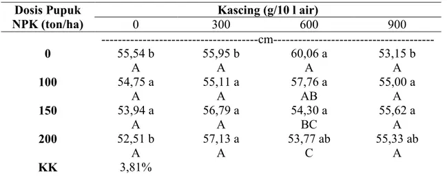 Tabel 1 memperlihatkan pada dosis 0 g/ha NPK  tanaman yang tertinggi didapatkan  pada pemberian  600 gram kascing dan paling tinggi dibanding semua kombinasi perlakuan  yang lain namun perlakuan tersebut tidak berbeda nyata dengan perlakuan 600 g/ha kascin