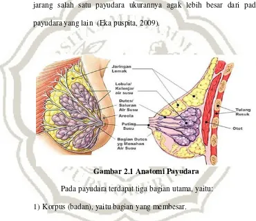 Gambar 2.1 Anatomi Payudara 
