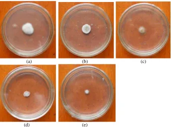 Gambar 1. Koloni Fungi CylindrocladiumKeterangan: (a). Kontrol (cm), (b). Konsentrasi 0.4 mg/ml (cm), (c)
