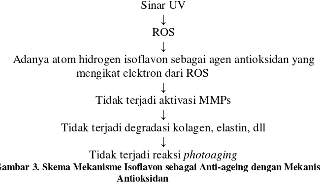 Gambar 3. Skema Mekanisme Isoflavon sebagai Anti-ageing dengan Mekanisme 
