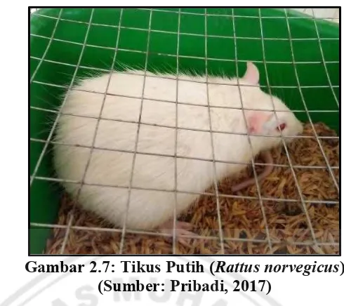 Gambar 2.7: Tikus Putih ( Rattus norvegicus)  