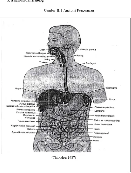 Gambar II. 1 Anatomi Pencernaan 