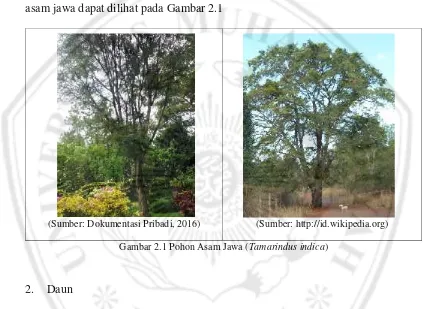 Gambar 2.1 Pohon Asam Jawa (Tamarindus indica)