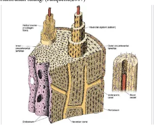 Gambar 2.3.Gambar Skematik Periosteum dan Endosteum Sumber Junqueira,L., 2007. Histologi Dasar: Teks & Atlas, Ed