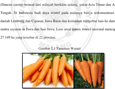 Gambar 2.1 Tanaman Wortel 