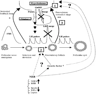 Gambar 2.4. Patogenesis Kista Ovarium (Sumber: Vanholder et al., 2006) 