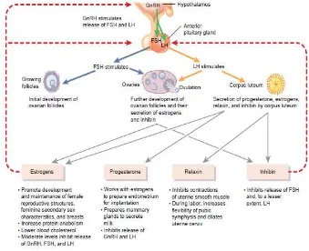 Gambar 2.3. Regulasi Hormon pada Siklus Menstruasi  (Sumber: Tortora & Derrickson, 2009) 
