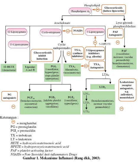 Gambar 1. Mekanisme Inflamasi (Rang dkk, 2003) 