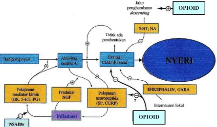 Gambar 2. Mekanisme timbulnya nyeri (Rang dkk, 2003) 