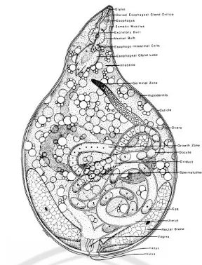 Gambar 2.3 Morfologi dan Anatomi Nematoda Puru Akar betina sumber: Sasser, et al,.1985
