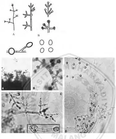 Gambar 2.7 Morfologi Trichoderma harzianum. A,B: Conidiophores and conidia. C,D: Conidiophores, phialides, and chlamydospores (C) or conidia (D)