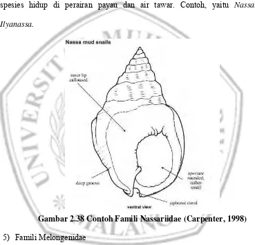 Gambar 2.38 Contoh Famili Nassariidae  (Carpenter, 1998)  